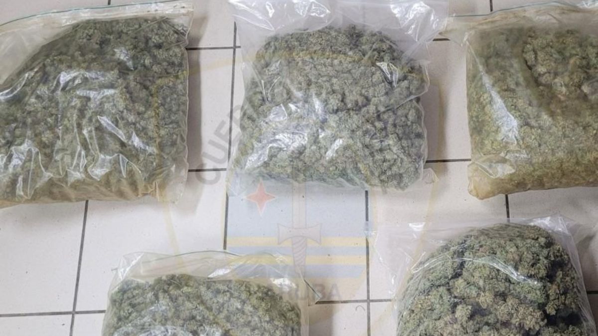 Detienen a cuatro personas tras hallazgo de enorme cultivo de droga
